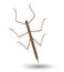 Stick Insect Vector