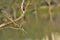 Stick neck out - Purple heron or Ardea purpurea