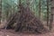 Stick shelter in the forest a wigwam style hut or den made by kids playing outside