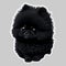 Sticker cartoon cute pomeranian Generative AI