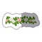 sticker colorful crown of leaves with roses floral design