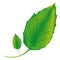 sticker green leaves icon