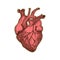 Sticker of human heart. Vintage anatomy engraving sketch organ isolated on white background. Good idea for design retro