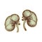 Sticker of human kidneys. Vintage anatomy engraving sketch organ isolated on white background. Good idea for design