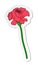 Sticker of red tagetes flower in flat cartoon style isolated on white background
