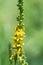 Sticklewort agrimonia eupatoria plant