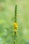 Sticklewort agrimonia eupatoria plant