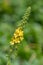 Sticklewort agrimonia eupatoria plant