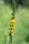 Sticklewort agrimonia eupatoria plant