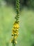 Sticklewort agrimonia eupatoria plant