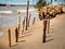 Sticks cane stuck in the ranks in the sand on the shore of the lake