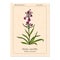 Sticky catchfly Silene viscaria , or clammy campion, medicinal plant