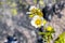 Sticky cinquefoil Drymocallis glandulosa wildlfower blooming close to Mt Shasta, Shasta County, Northern California