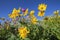 Sticky geranium Arnica wildflowers mountains flowers