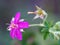 The Sticky Geranium Wild Flower