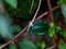 Sticky jelly- like mucilage formed on the roots of Indian rhododendron plant