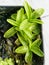 Sticky Leaf of Pinguicula primuliflora Carnivorous Plant