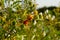 Sticky nightshade plant with fruits.