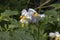 Sticky Nightshade, Solanum sisymbriifolium flowers close up