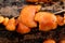 Sticky orange wood fungi, Scotland.