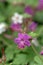 Sticky purple geranium, geranium viscosissimum