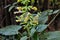 Sticky sage Salvia glutinosa