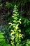 Sticky sage Salvia glutinosa