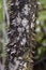 Sticky Tree, Amazon rainforest, Ecuador