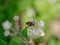 Stictoleptura cordigera, longhorn beetle in Blackberry flower. Pollination.