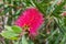 Stiff Bottlebrush, Callistemon rigidus, after a rain shower