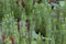 Stiff Clubmoss    807261