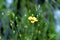 Stiffstem Yellow Flax   600636