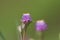 Stigma and stylus of Tiny forest flower