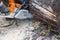 A Stihl chain saw used to cut through a tree trunk lying on the ground. Stihl is a German manufacturer of chainsaws