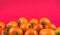 Stil life, tomatoes photography. Fresh ripe tomatoes with fluorescent magenta pink background. Head on shot, horizontal.