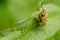 Stiletto Fly, Thereva nobilitata on Leaf in a Sea of Green