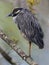 Still Black-crowned Night Heron Shorebird