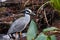 Still Black-crowned night heron shorebird Nycticorax nycticorax