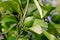 Still green fruit of lemon Citrus limon, Rutaceae on bush in early summer, Bavaria, Germany, Europe