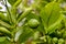 Still green fruit of lemon Citrus limon, Rutaceae on bush in early summer, Bavaria, Germany, Europe