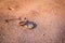 Still life - Antique rotten pocket watch buried partial in the sand at the sunset