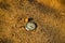 Still life - Antique rotten pocket watch and sea shell buried partial in the sand