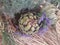 Still life with assortment cabbages on wooden table