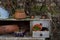 Still life in autumn with an old wooden desk with drawers, standing outside outdoors with pots and plants