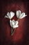 Still life - beautiful white tulips on an aged red wooden background. Flowers composition.Can be used as a card, postcard, book, c