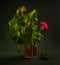 Still life with blooming geraniums on a dark background.