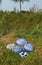 Still life of blue Hand Painted Stones in the Grass