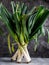 Still life of bunch of leeks staying on a dark gre background. Vertical, side view