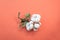 Still life closeup shot of a branch of cotton flowers on an orange background