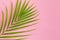 Still life colour photo palm leaf on pink background top view fl